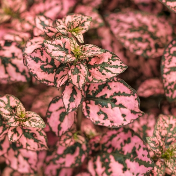 Hypoestes phyllostachya Hippo® 'Pink' (133672)