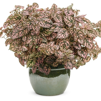 Hypoestes phyllostachya Hippo® 'Pink' (133673)