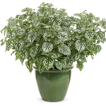 Hypoestes phyllostachya Hippo® 'White' (133675)