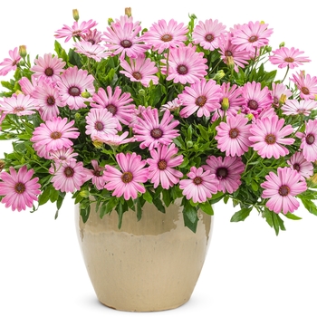 Osteospermum Bright Lights™ 'Pink' (133684)