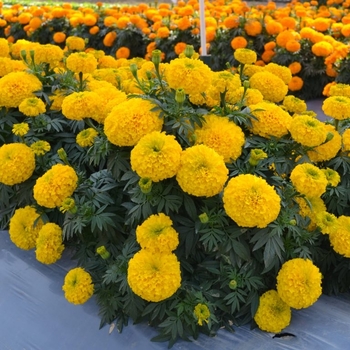 Tagetes erecta 'Big Duck Gold' (133687)