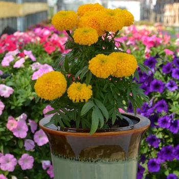 Tagetes erecta 'Big Duck Gold' (133688)