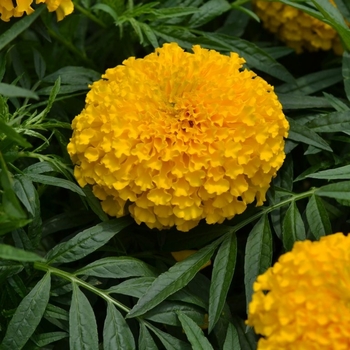 Tagetes erecta 'Big Duck Gold' (133690)