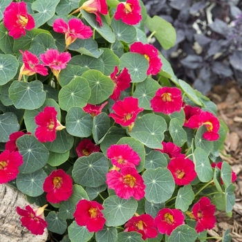 Tropaeolum minus 'Baby Rose' (133694)