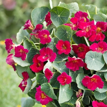 Tropaeolum minus 'Baby Rose' (133695)