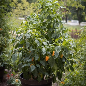 Capsicum annuum 'Just Sweet' (133697)