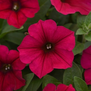 Petunia Wave® 'Carmine Velour' (133699)