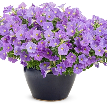 Petunia Supertunia® 'Blue Skies' (133716)