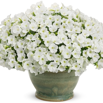 Petunia Supertunia® 'White Charm' (133718)