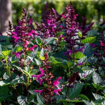 Salvia Rockin® 'Fuchsia' (133724)