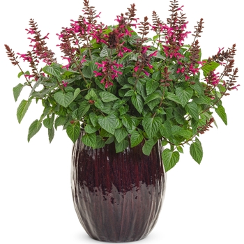 Salvia Rockin® 'Fuchsia' (133725)