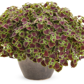 Coleus scutellarioides ColorBlaze® 'Chocolate Drop' (133744)