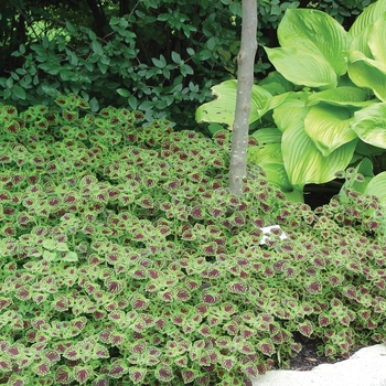 Coleus scutellarioides ColorBlaze® 'Chocolate Drop' (133745)