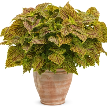 Coleus scutellarioides ColorBlaze® 'Golden Dreams™' (133747)