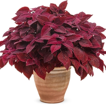 Coleus scutellarioides ColorBlaze® 'Rediculous™' (133750)