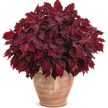 Coleus scutellarioides ColorBlaze® 'Royale Cherry Brandy™' (133752)