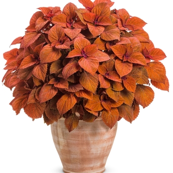 Coleus scutellarioides ColorBlaze® 'Sedona Sunset™' (133754)