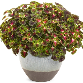 Coleus scutellarioides ColorBlaze® 'Strawberry Drop' (133756)