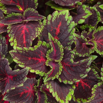 Coleus scutellarioides ColorBlaze® 'Torchlight™' (133757)