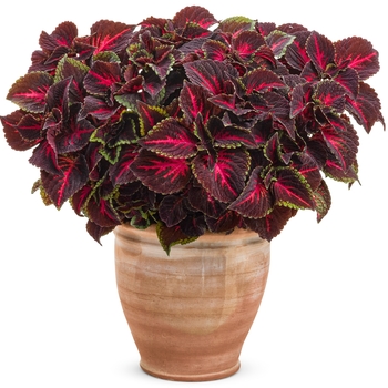 Coleus scutellarioides ColorBlaze® 'Torchlight™' (133759)