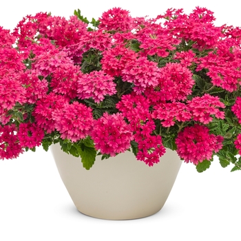 Verbena Superbena® 'Raspberry' (133761)