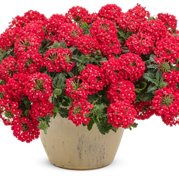 Verbena Superbena® 'Scarlet Star' (133765)