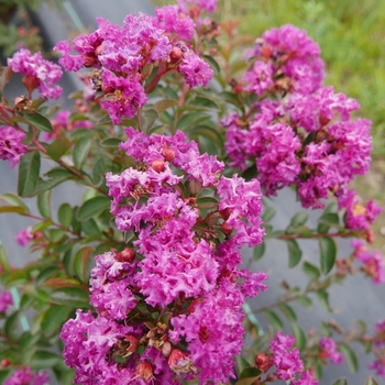 Lagerstroemia indica Infinitini® '' (133780)