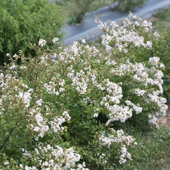 Lagerstroemia indica Infinitini® 'White' (133783)