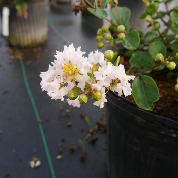 Lagerstroemia indica Infinitini® 'White' (133784)