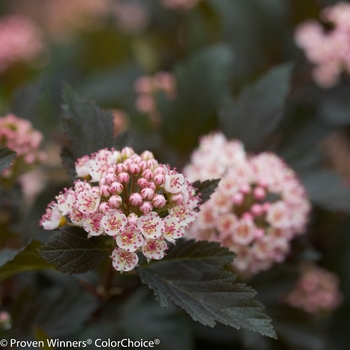 Physocarpus opulifolius Summer Wine® '' (133786)