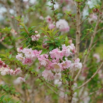 Prunus incisa 'Zuzu®' (133793)