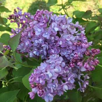 Syringa x hyacinthiflora Scentara® 'Double Blue' (133800)