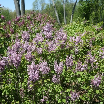 Syringa x hyacinthiflora Scentara® 'Double Blue' (133801)