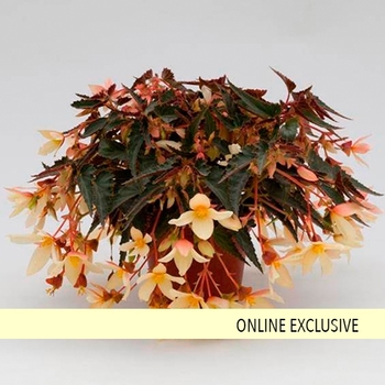 Begonia boliviensis Bossa Nova® 'Yellow' (133808)