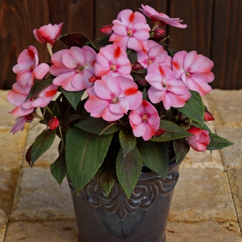 Impatiens SunPatiens® '' (133829)