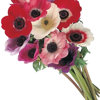 Anemone coronaria Mona Lisa® 'Mix' (133847)