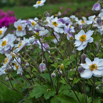 Anemone 'Dreaming Swan' (133858)