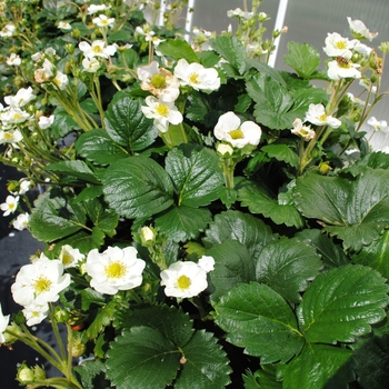 Fragaria x ananassa 'Montana' (133880)