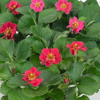 Fragaria x ananassa 'Tristan' (133886)