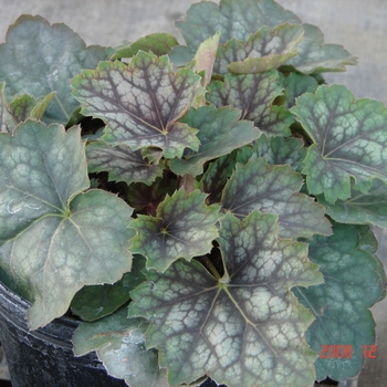 Heuchera americana 'Marvelous Marble™' (133891)