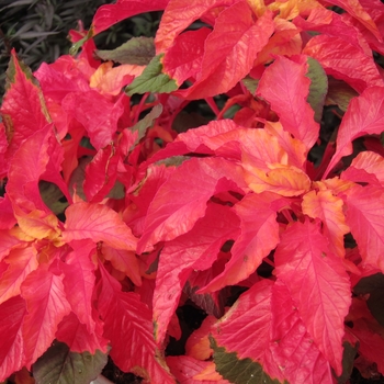 Amaranthus gangeticus 'Carnival' (133901)