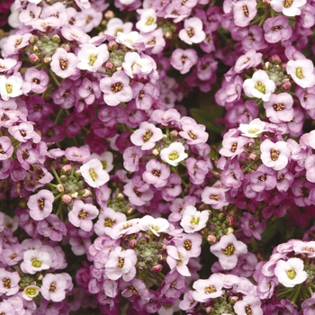 Lobularia maritima Clear Crystal® 'Lavender Shades' (133903)