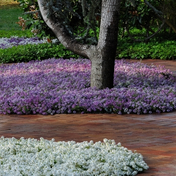 Lobularia maritima Clear Crystal® 'Lavender Shades' (133905)