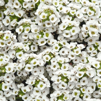 Lobularia maritima Clear Crystal® 'White' (133906)