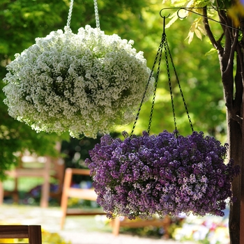 Lobularia maritima Clear Crystal® 'White' (133908)