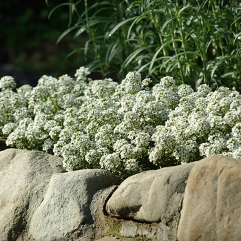 Lobularia maritima Clear Crystal® 'White' (133909)