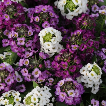 Lobularia maritima Clear Crystal® 'Mix' (133912)