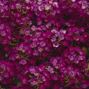 Lobularia maritima Clear Crystal® 'Purple Shades' (133915)