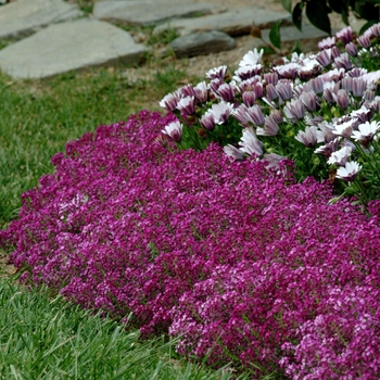 Lobularia maritima Clear Crystal® 'Purple Shades' (133916)