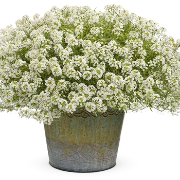 Lobularia 'Frosty Knight®' (133925)